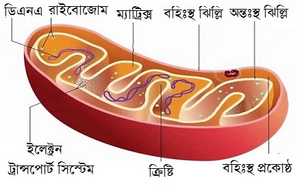 মাইটোকন্ড্রিয়া এর ধারণা