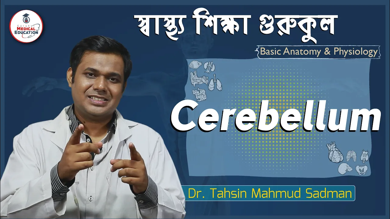 সেরিবেলাম ও লঘুমস্তিষ্ক